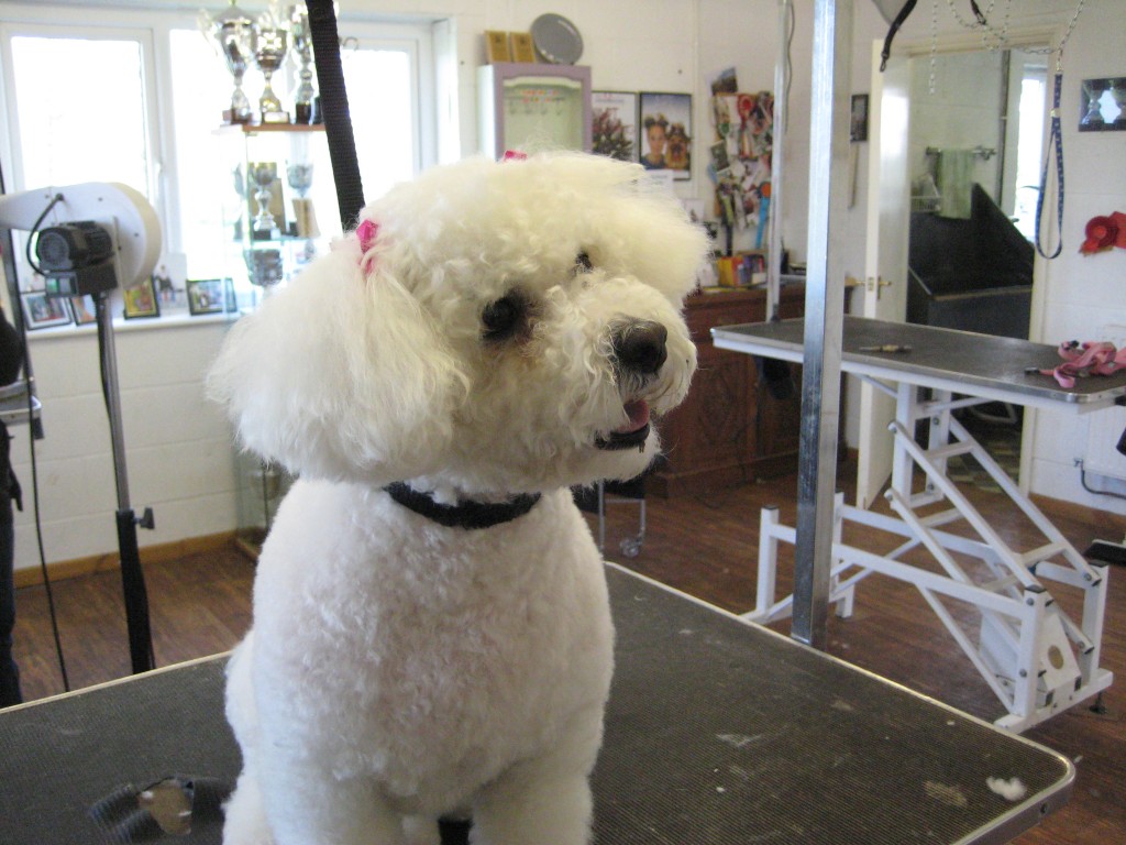 Dog grooming Warwick