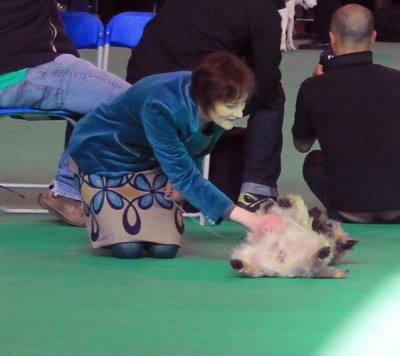 Brian relaxing in the ring at Crufts