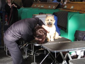 Vanessa getting Tonka ready for Crufts!