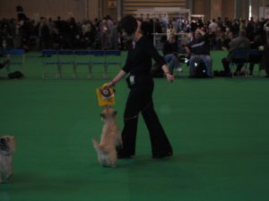 Tonka in the ring at Crufts